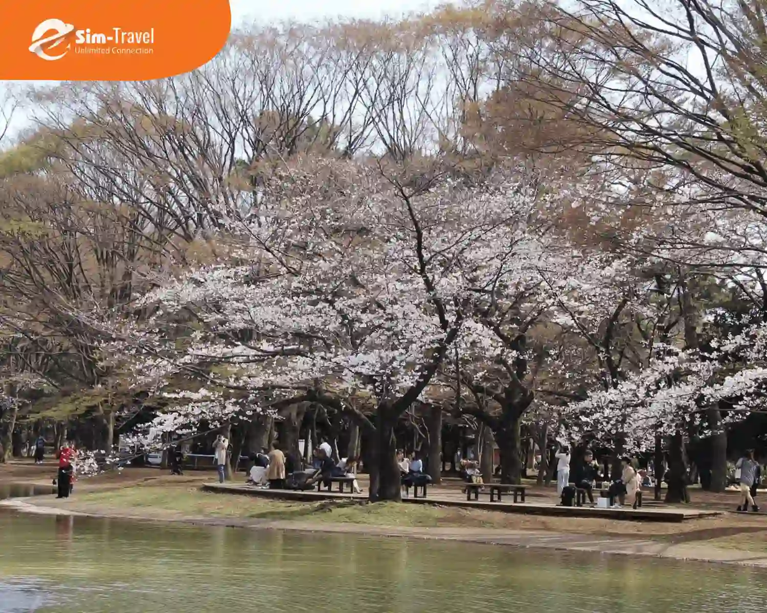 Không gian Yoyogi Park thoáng mát