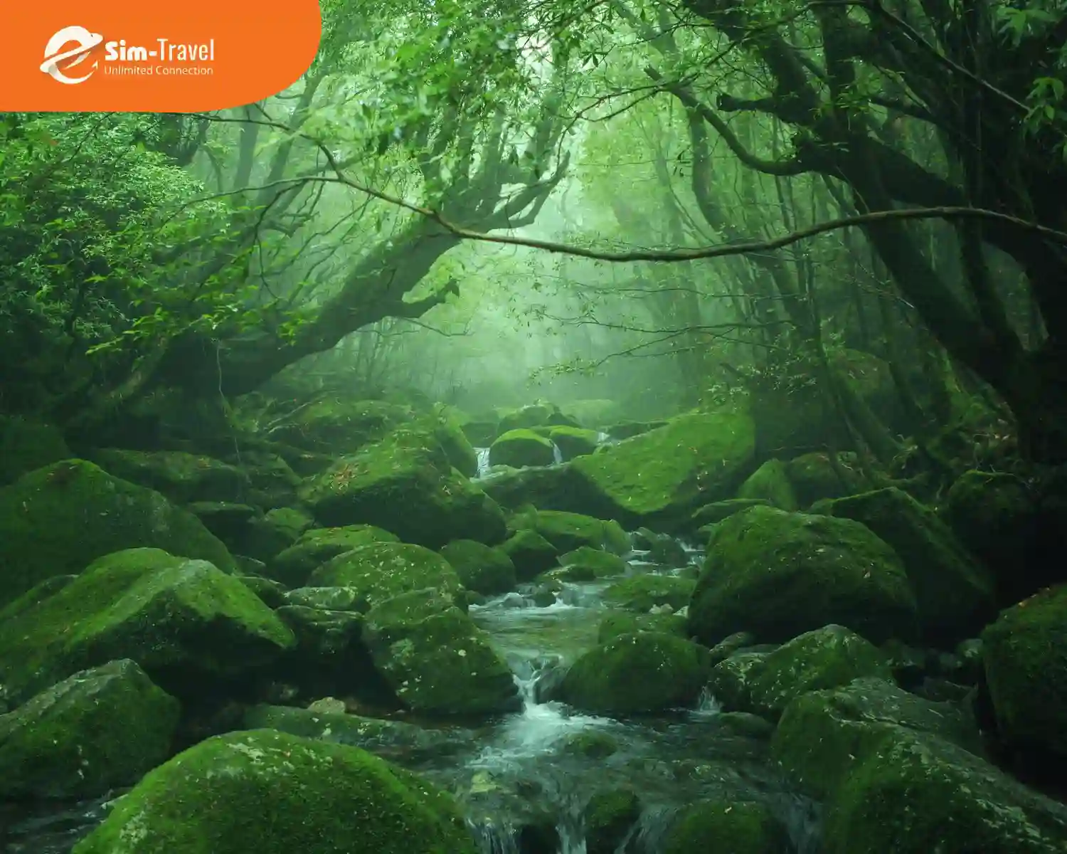 Đảo Yakushima - hòn đảo thiên đường với thiên nhiên xanh mát 